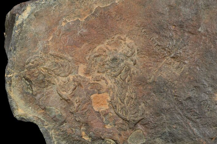 Cruziana (Fossil Trilobite Trackway) - Morocco #118334